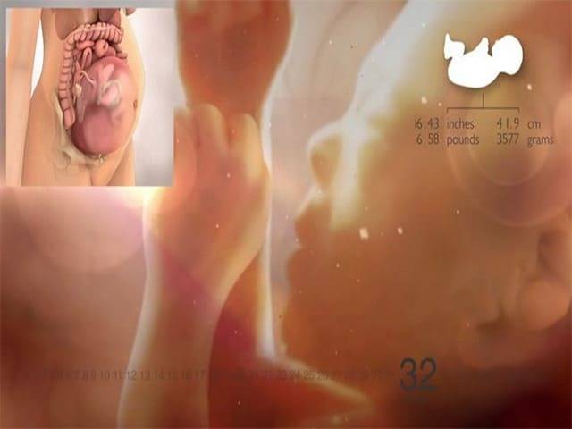 33 неделя беременности – что происходит, развитие плода, вес ребенка и живот на тридцать третьей неделе беременности - agulife.ru