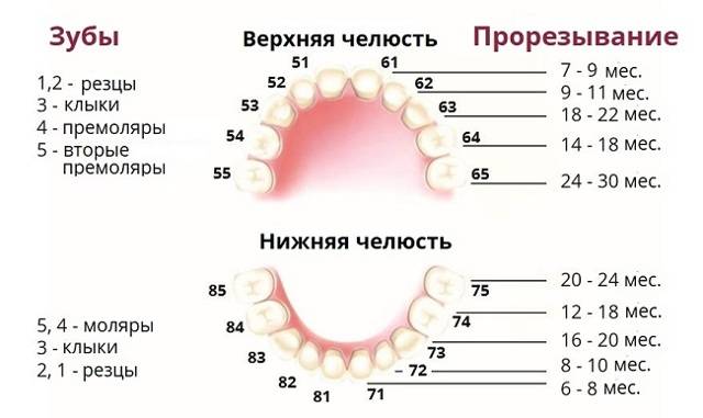 Порядок выпадения молочных зубов