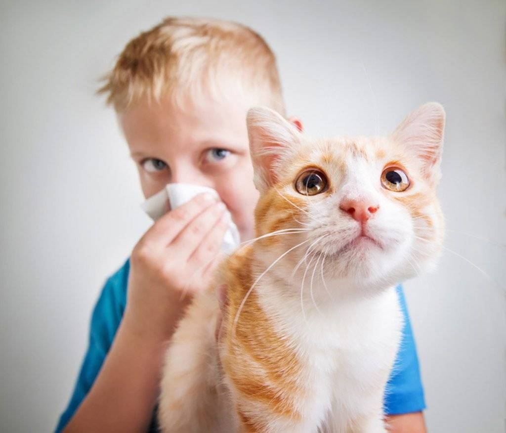 Симптомы аллергии на кошек, проявления, как избавиться у детей