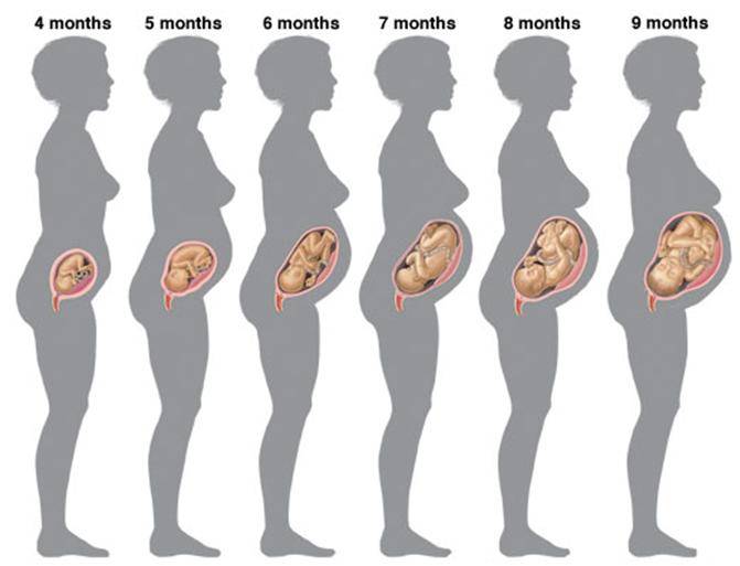 Первые шевеления плода начинаются в животе: что считать шевелениями, на каком сроке беременности