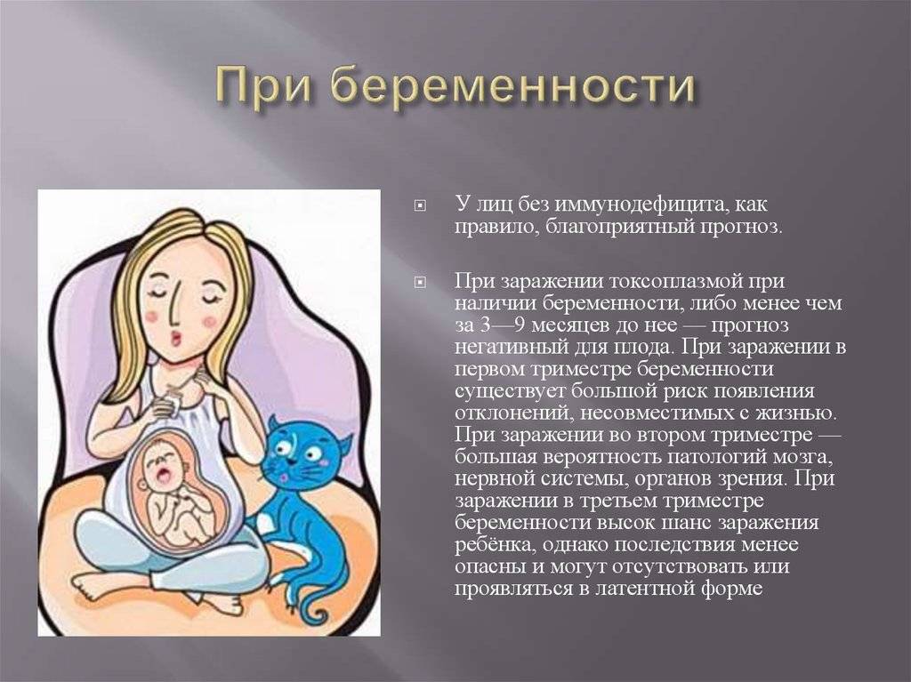 Анализ на токсоплазмоз — обязательно проверьтесь до беременности и при болях в печени