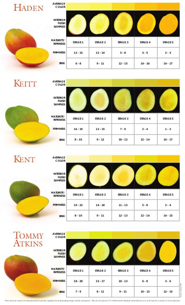 Папайа, манго и гуава - с какого возраста можно давать ребенку экзотические фрукты - prikorm.org