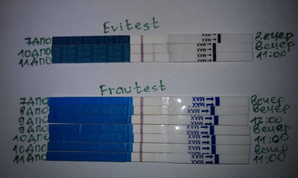 Сколько показывает тест. Тест после зачатия. Тест на беременность после овуляции. Тесты на беременность после оплодотворения. Тесты на беременность по дням.
