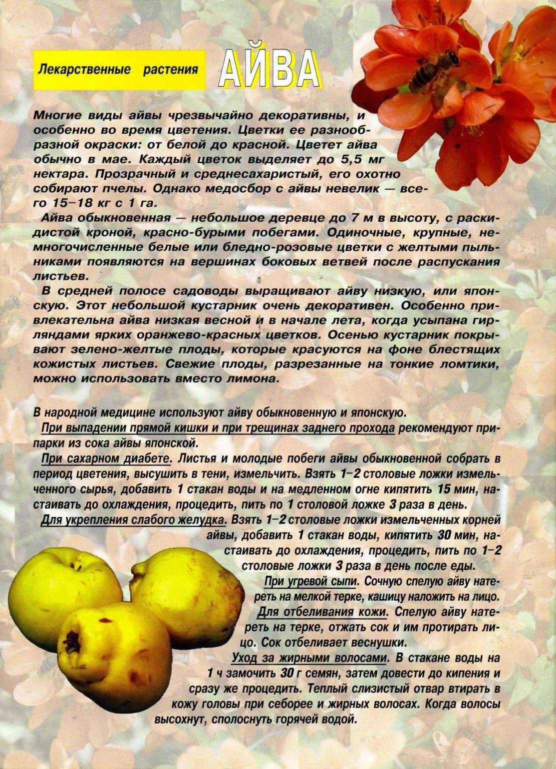 Айва: полезные свойства плодов, листьев, употребление при похудении, грудном вскармливании, применение в косметологии, противопоказания