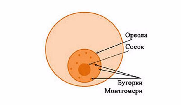 Беременность сибирский хаски и подготовка к родам - питомник husky fund