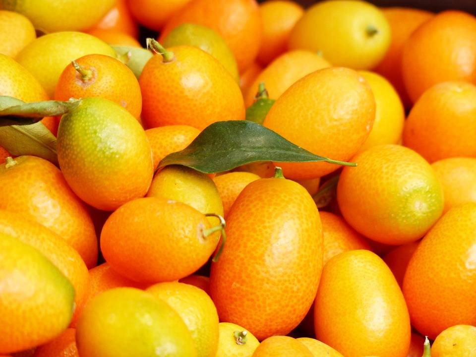 Кумкват: что это за фрукт и как его едят