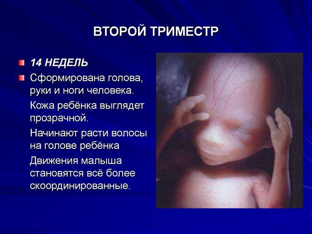 Гормональный фон во время беременности * клиника диана в санкт-петербурге