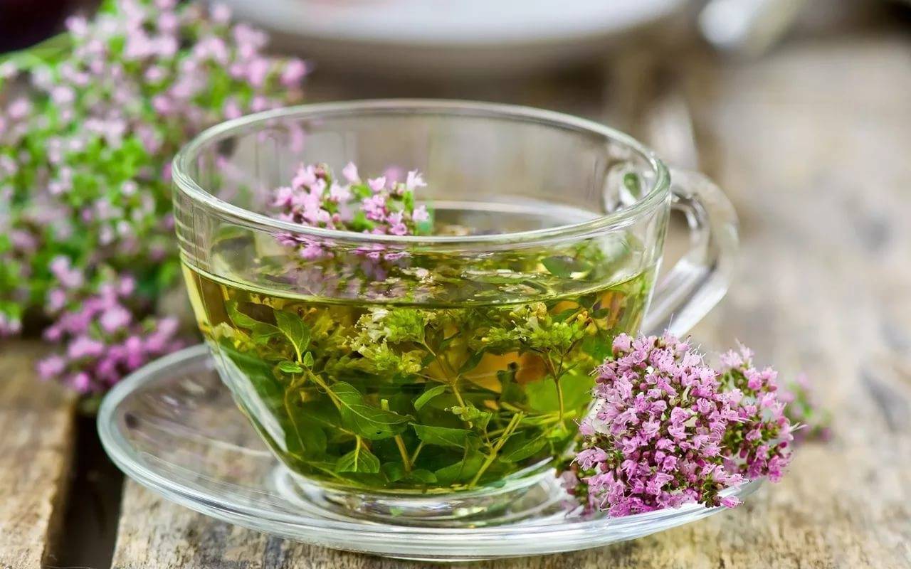 Польза и вред чая с душицей — интересные факты для всех