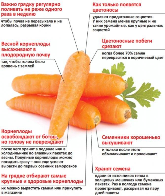 Морковь при беременности: можно ли есть, польза и вред корнеплода / mama66.ru