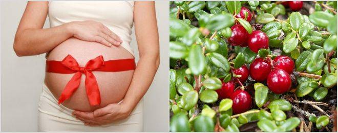 Клюквенный морс при беременности: полезные свойства