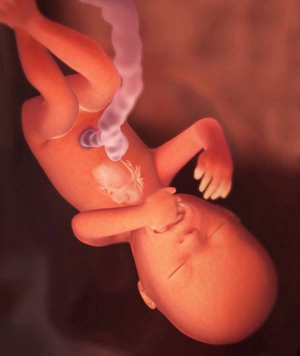 17 неделя беременности: фото живота ожидающих мальчиков девочек, ощущения