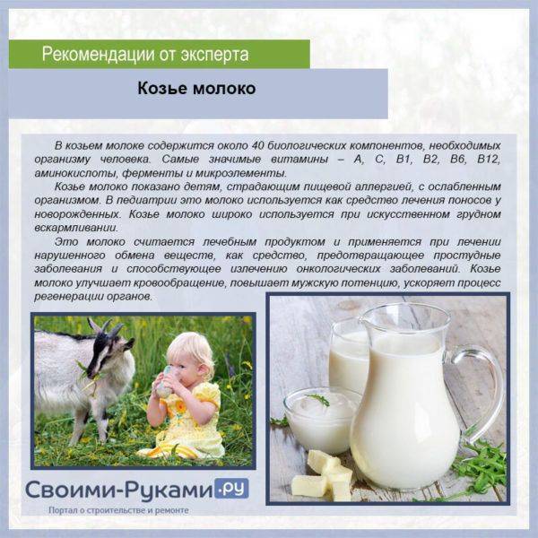 Козье молоко для грудничка: с какого возраста начинать давать?
