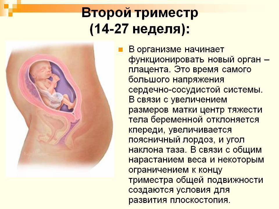 Календарь беременности. второй триместр • центр гинекологии в санкт-петербурге