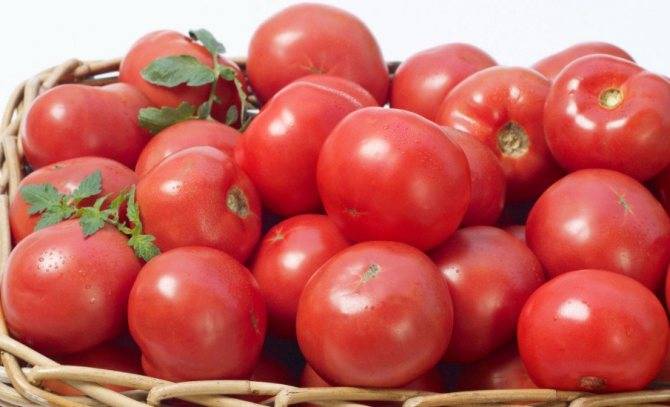 Собираем семена томатов – что нужно знать