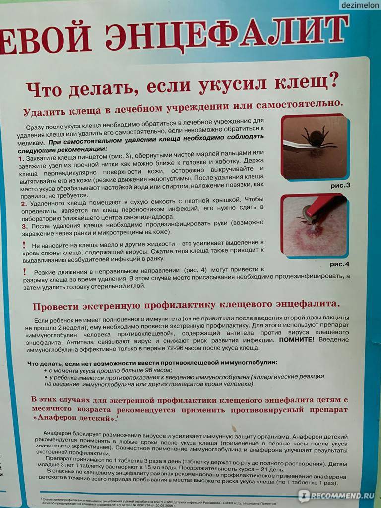 Прививка или страховка от клещевого энцефалита  - что выбрать? -
 фбуз "центр гигиены и эпидемиологии в красноярском крае"