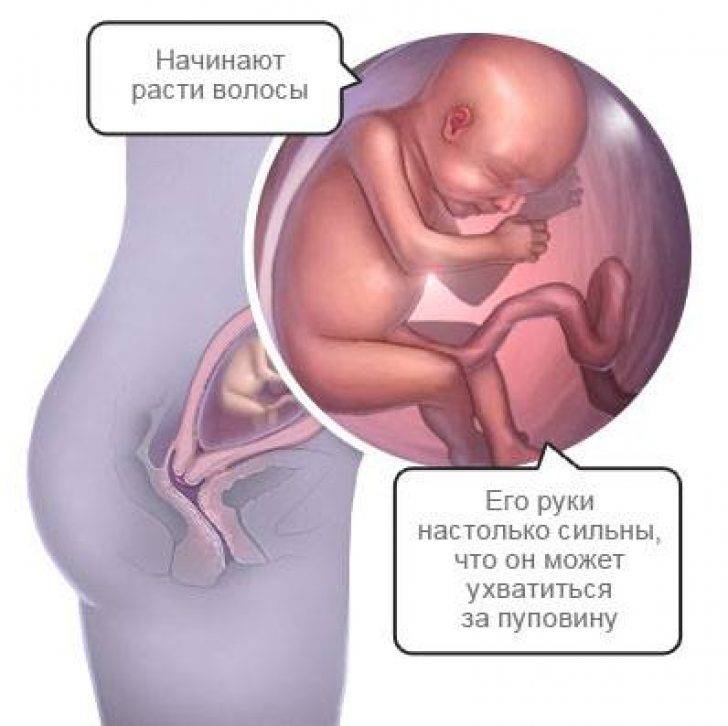 22 неделя беременности: развитие плода вес и рост. что происходит с мамой и малышом