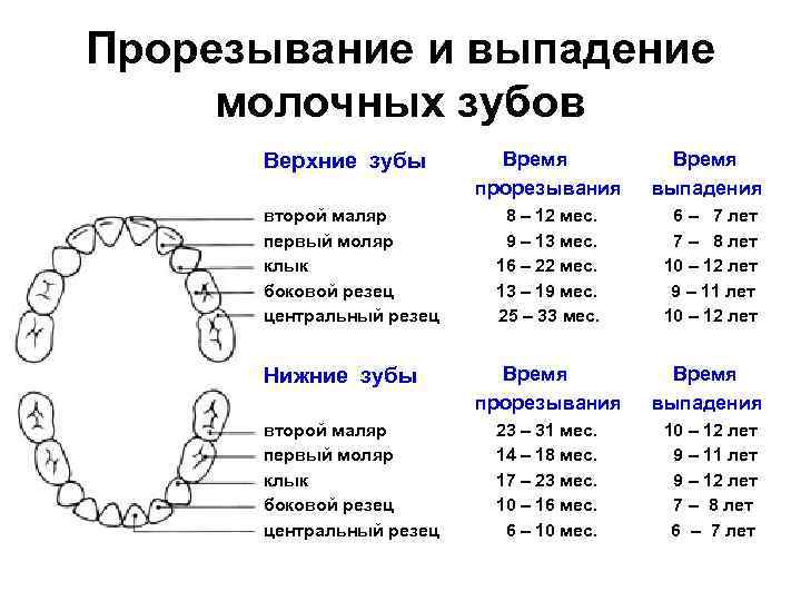 Зубы в 4 года. Молочные зубы когда выпадают схема. Сроки прорезывания премоляров верхней челюсти. Сроки прорезывания постоянных зубов схема. Сроки прорезывания резцов верхней челюсти.