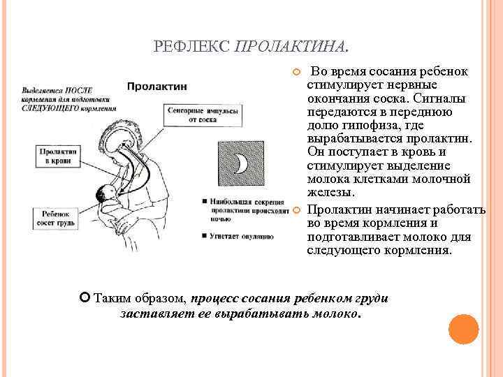 Гормон пролактин - важнейший гормон при грудном вскармливании | консультант коуч-icta по грудному вскармливанию в минске 8(029)661-60-56