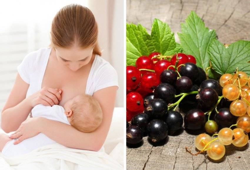 Черная смородина при грудном вскармливании: можно ли ее есть кормящим мамам, разрешены ли красные ягодки к употреблению, можно ли варить компот