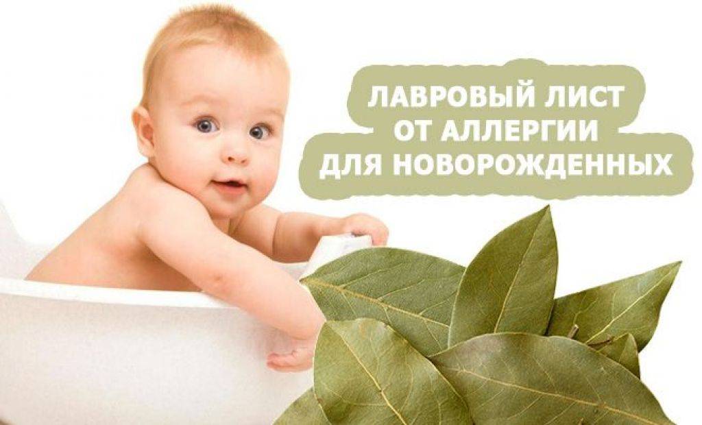 Лавровый лист от аллергии для новорожденных: как заваривать, пошаговые рецепты