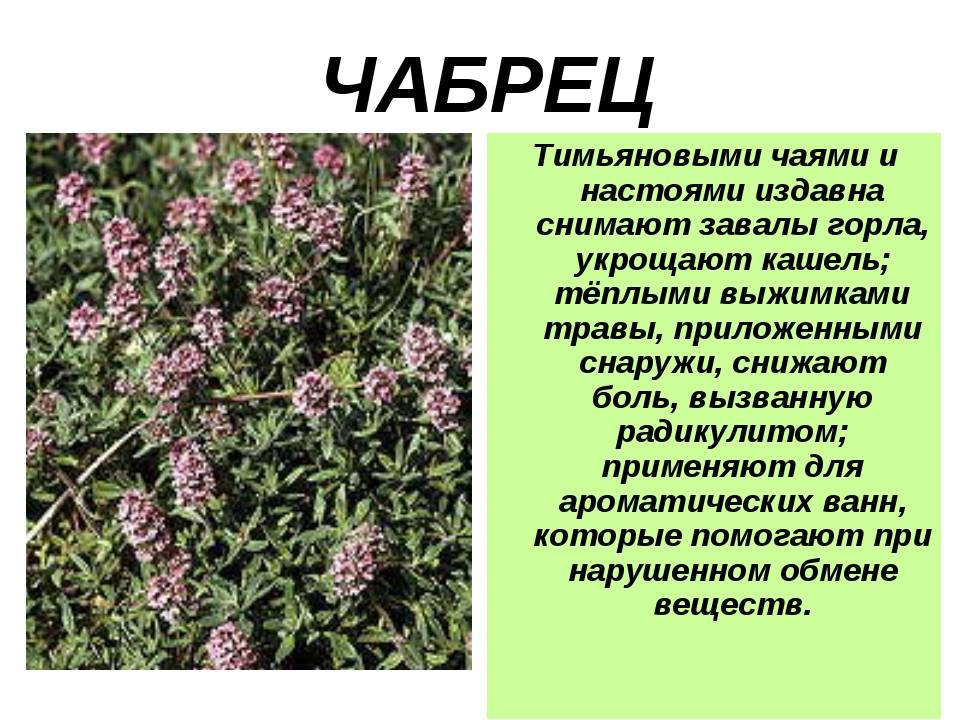 Душица обыкновенная фото польза и вред