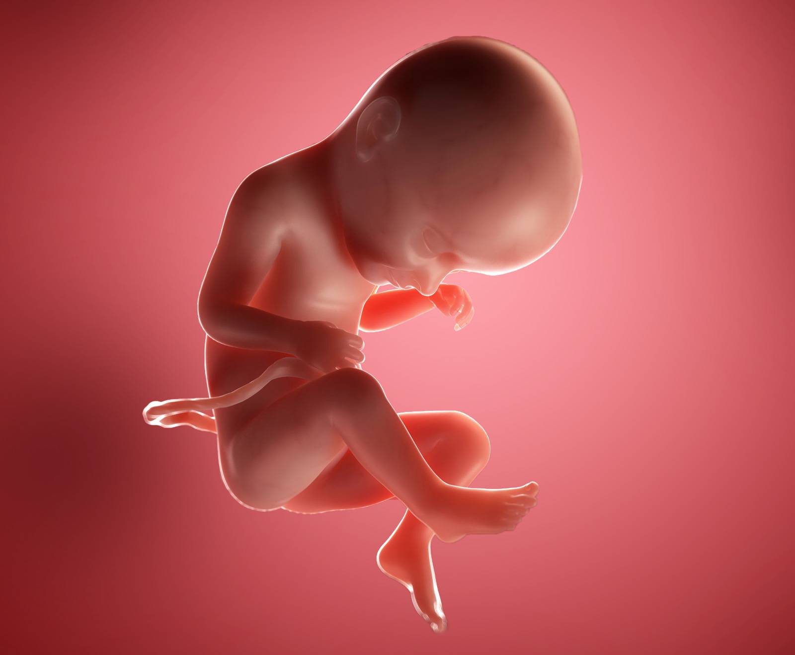 Эмбрион на 33 неделе беременности