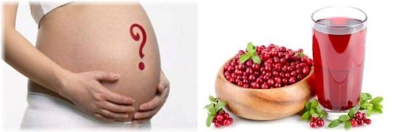 Брусника при беременности: как правильно использовать ягоды и листья / mama66.ru