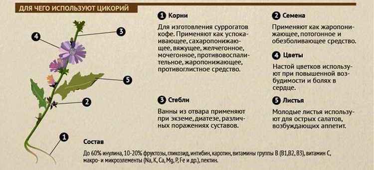 Цикорий польза для здоровья. Цикорий польза и вред для здоровья. Чем полезен цикорий. Полезные свойства цикория. Цикорий чем полезен свойства.