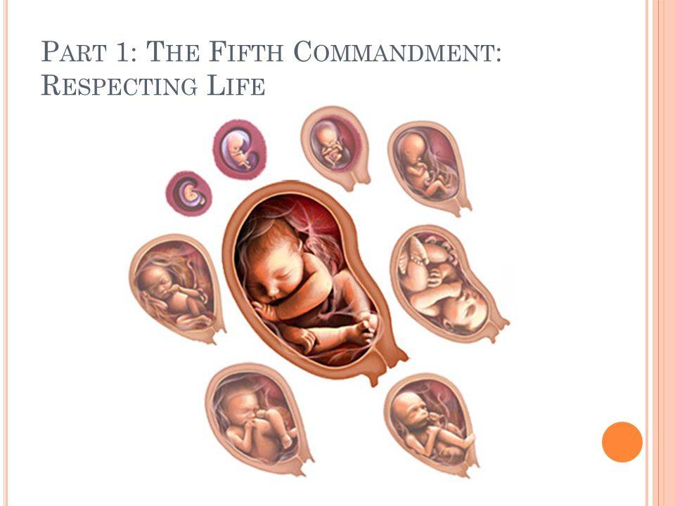 5 месяц беременности – что происходит с малышом, живот на пятом месяце беременности, с какой недели начинается - agulife.ru