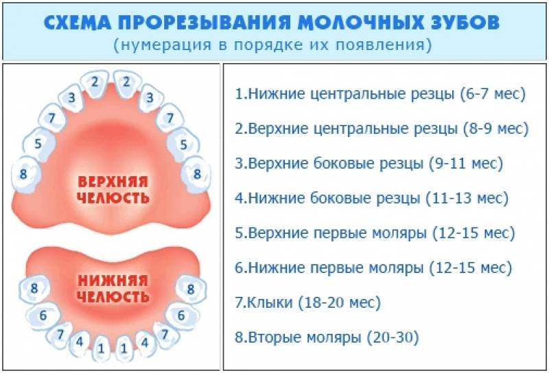 Схема прорезывания молочных зубов в материале экспертного журнала startsmile