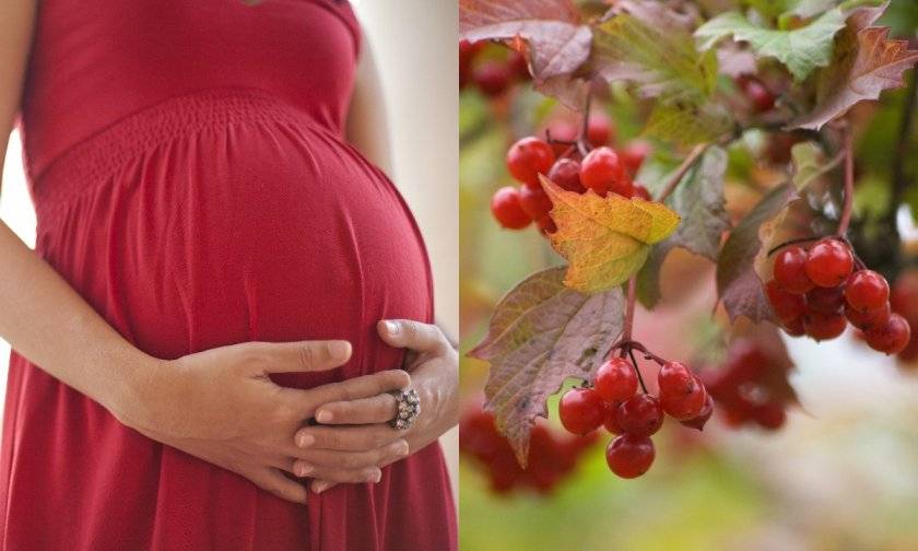 Калина: польза и вред при беременности