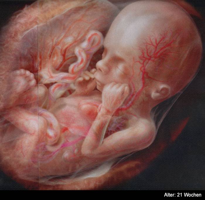 Фото ребенка в 25 недель беременности