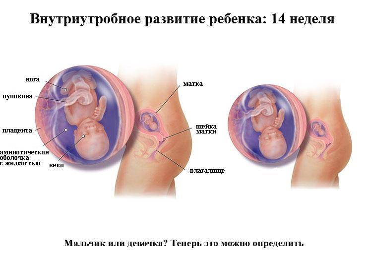 Особенности протекания 14 недели беременности