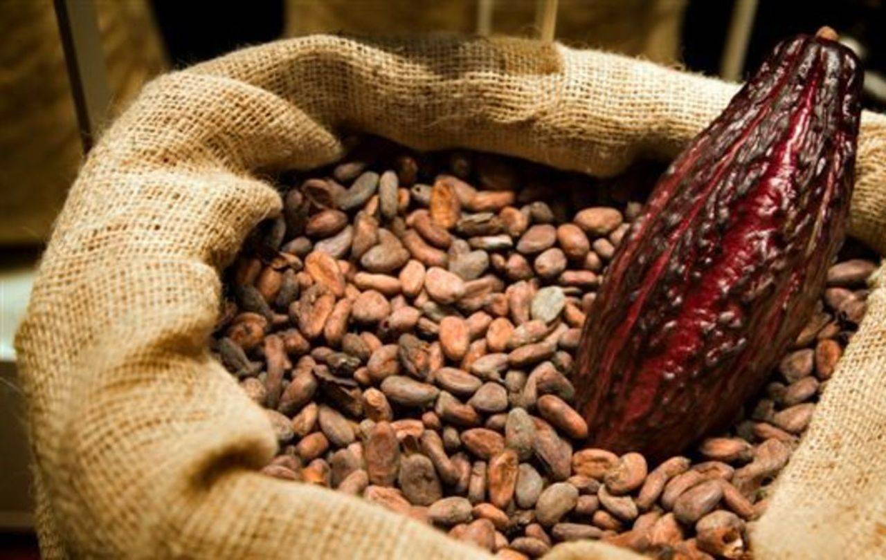 Можно ли пить какао при грудном вскармливании