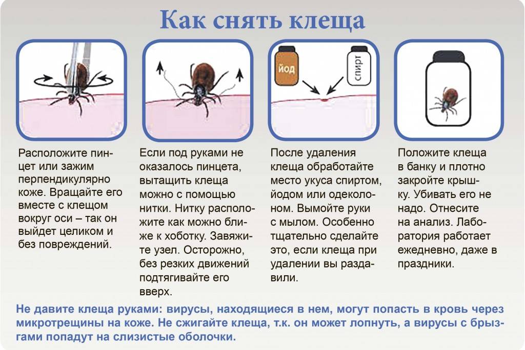 Управление роспотребнадзора по оренбургской области - профилактика инфекций, передающихся клещами