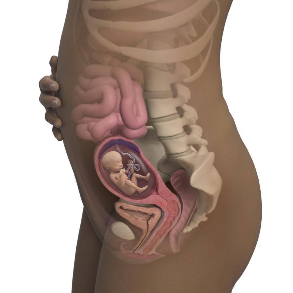 17 неделя беременности: ощущения, развитие плода, что происходит с малышом