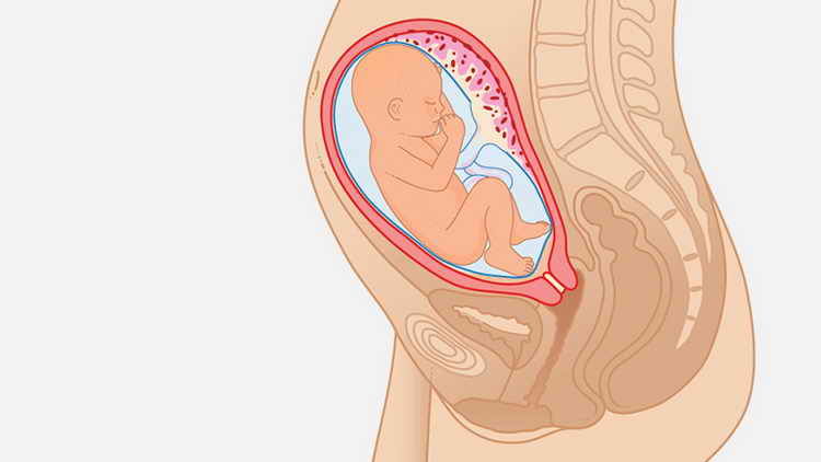 На 28 неделе беременности малыш уже жизнеспособен