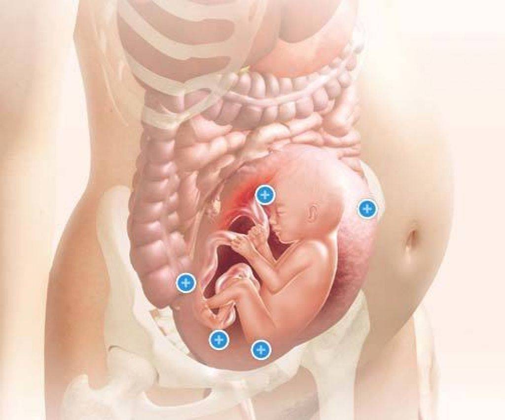 28 неделя беременности – что происходит, развитие плода, живот на двадцать восьмой неделе беременности - agulife.ru