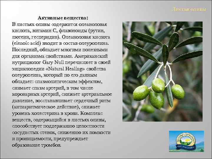 Оливки и маслины при беременности: вред или польза