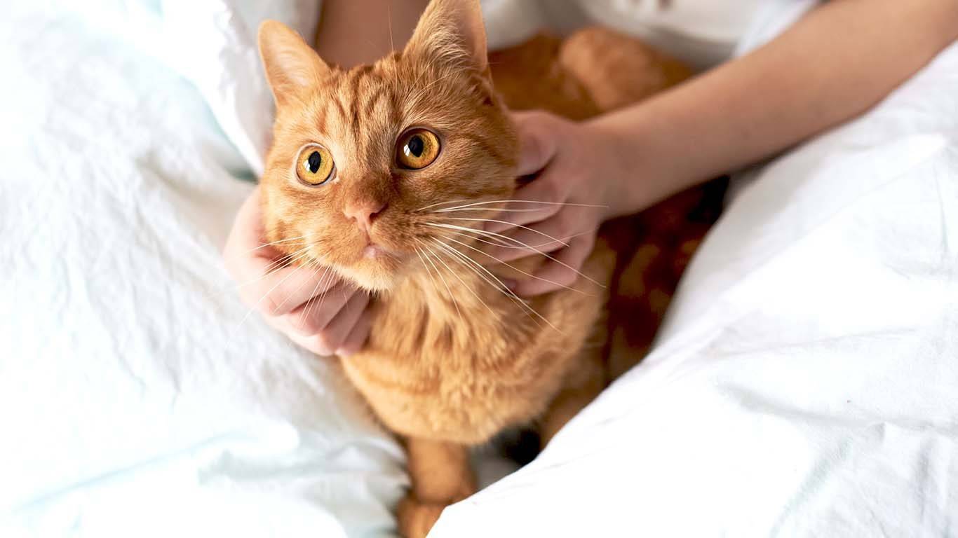 Аллергия у грудничков на кошек – причины, симптомы, лечение