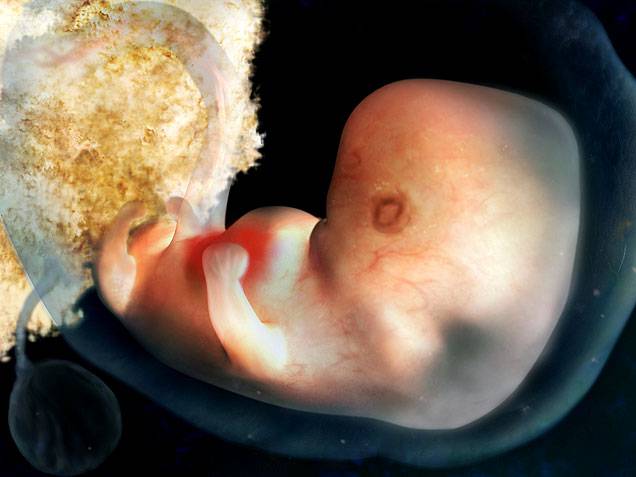 10 недель беременности – что происходит с мамой, развитие плода, ощущения, как выглядит живот - agulife.ru