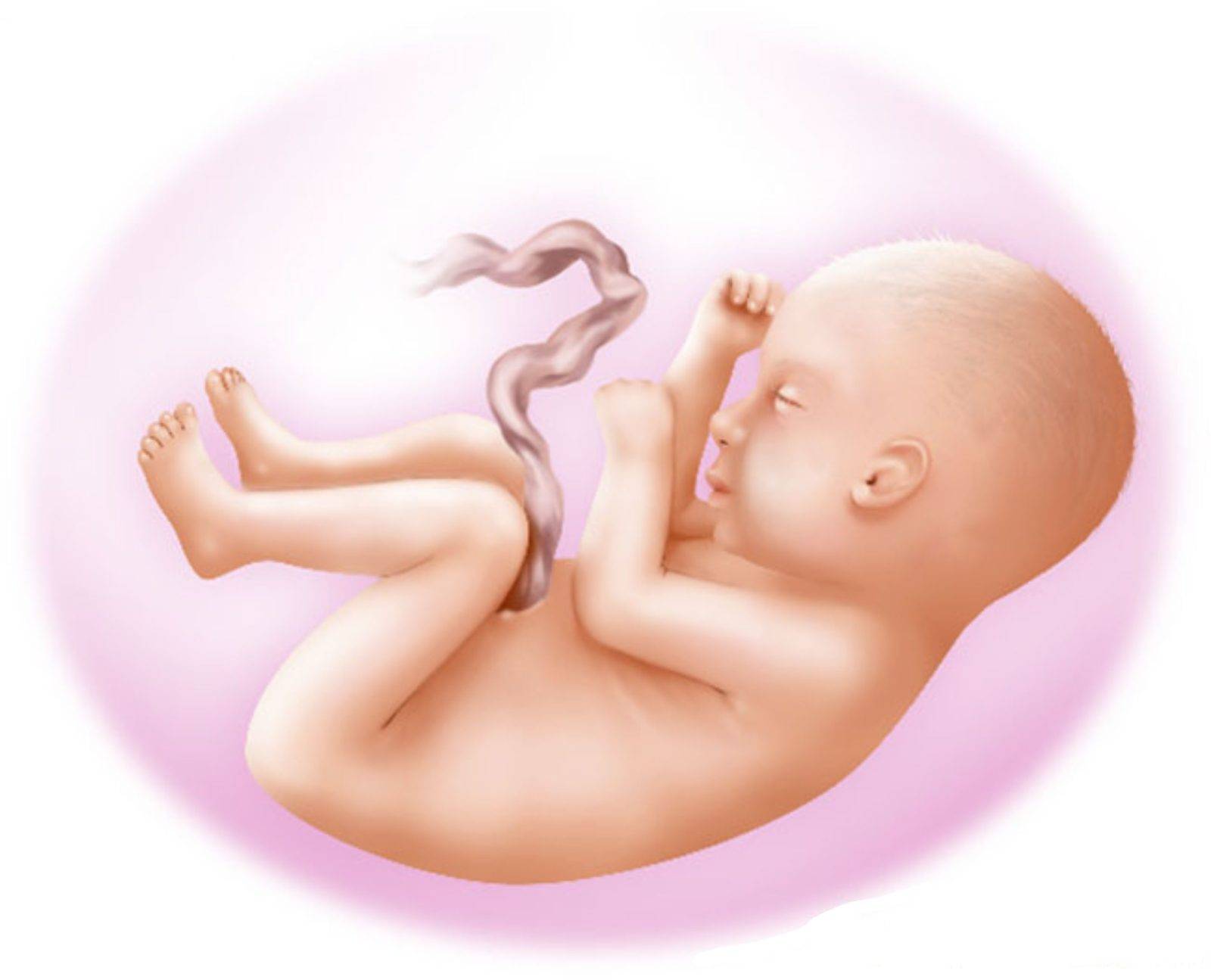 8 недель беременности – что происходит, развитие плода, ощущения, как выглядит живот - agulife.ru