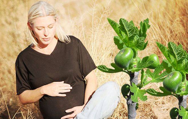 Инжир при беременности — природный медикамент. как правильно употреблять экзотический фрукт?