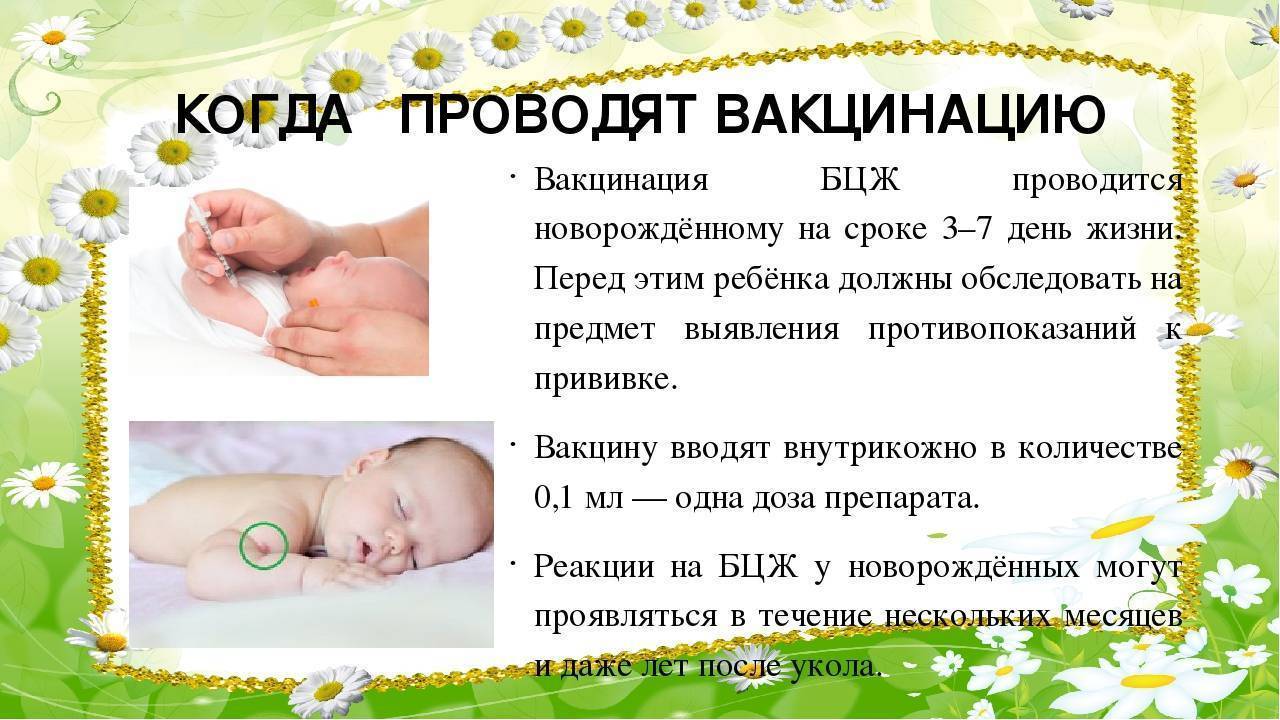 Вакцинация против туберкулеза: прививочный день у новорожденных, приказ о проведении ревакцинации в роддоме