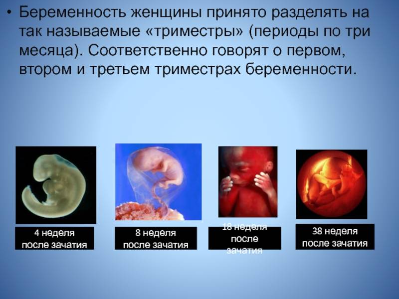 9 недель беременности – что происходит, развитие плода, ощущения, как выглядит живот - agulife.ru