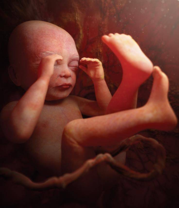 23 неделя беременности – что происходит, развитие ребенка, ощущения, как выглядит живот - agulife.ru