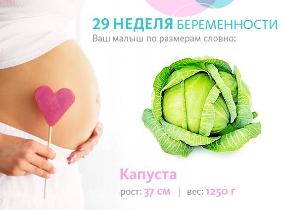29 неделя беременности — все подробности
