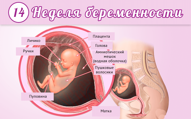 ➤ 11 неделя беременности всё что нужно знать будущей маме