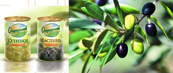 Оливки при беременности на разных сроках: можно ли кушать маслины будущей маме?