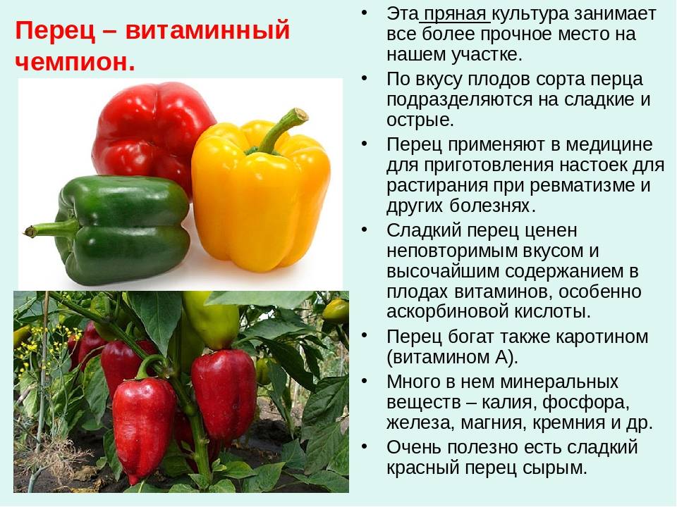 Болгарский перец при беременности: польза и вред, полезные свойства и противопоказания